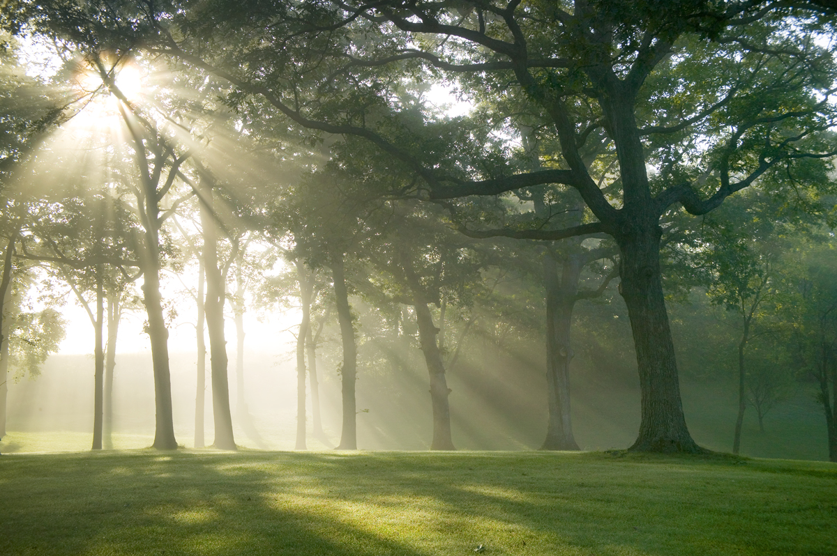 mighty oak